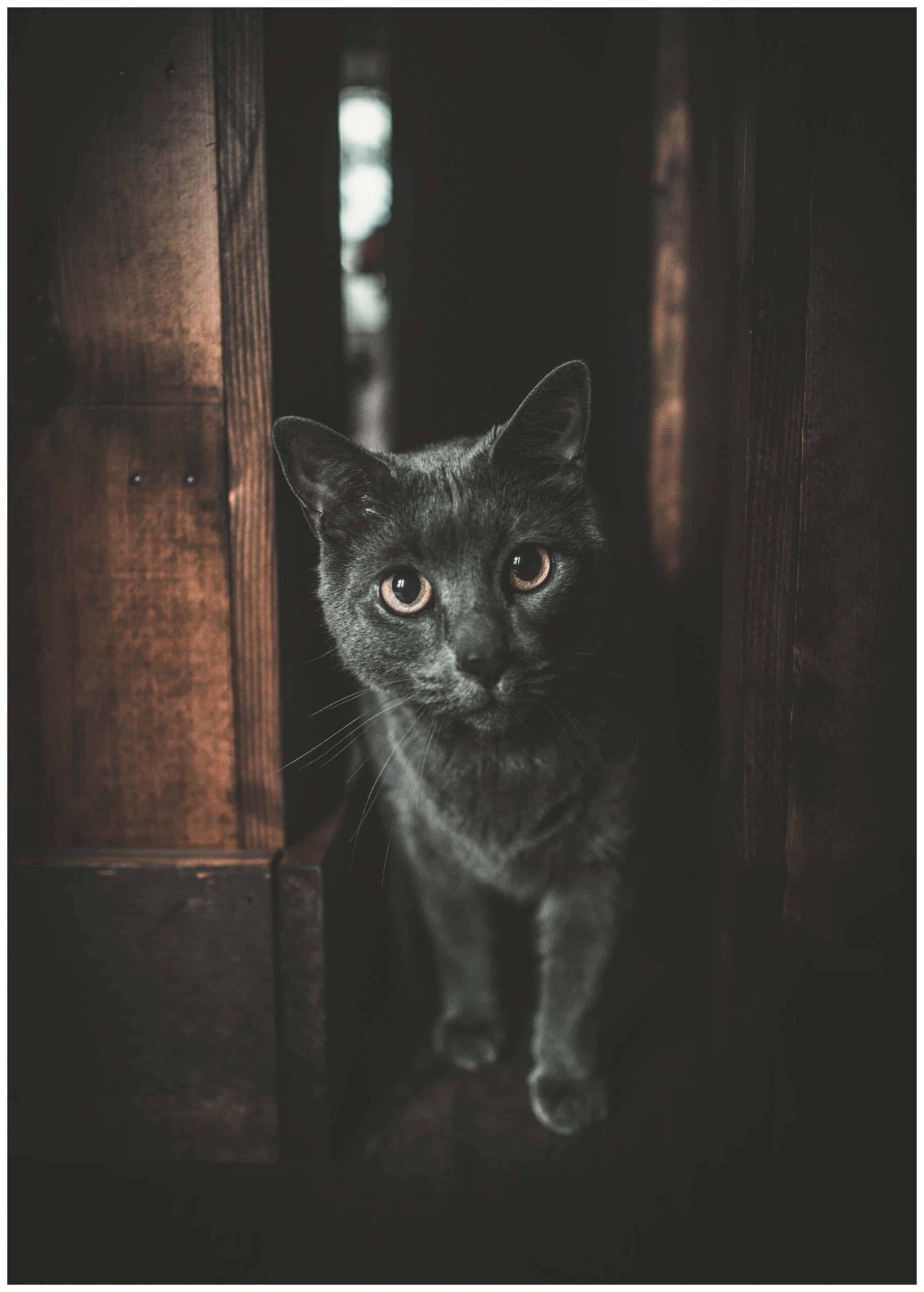 Grå katt poster