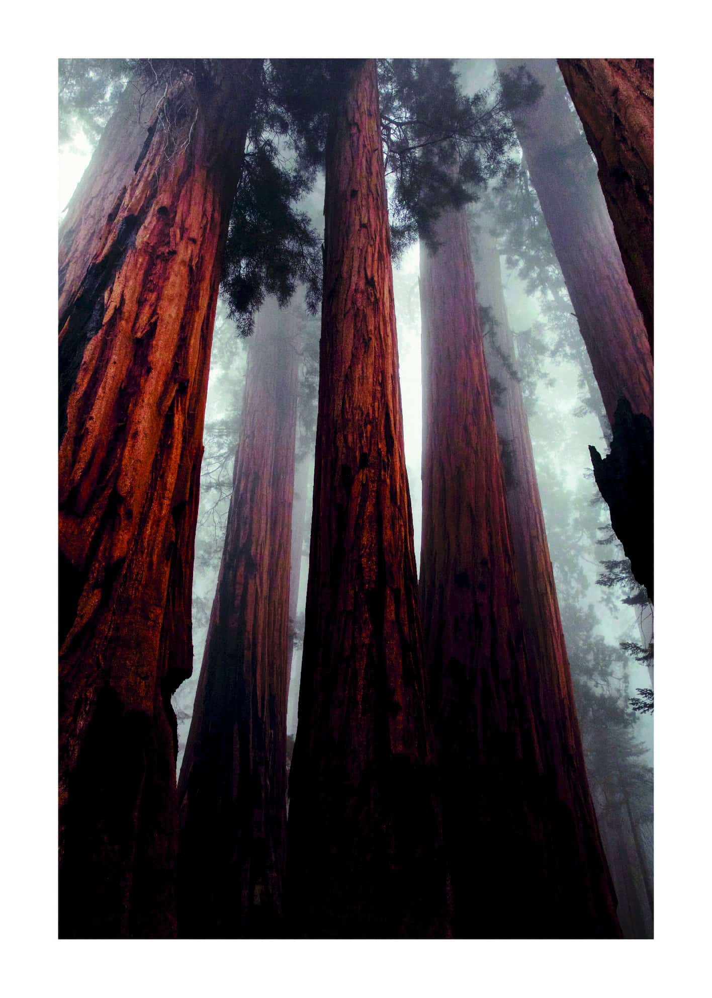 Redwood skog poster