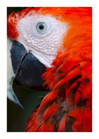 Röd papegoja poster