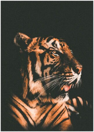 Tiger i mörker poster
