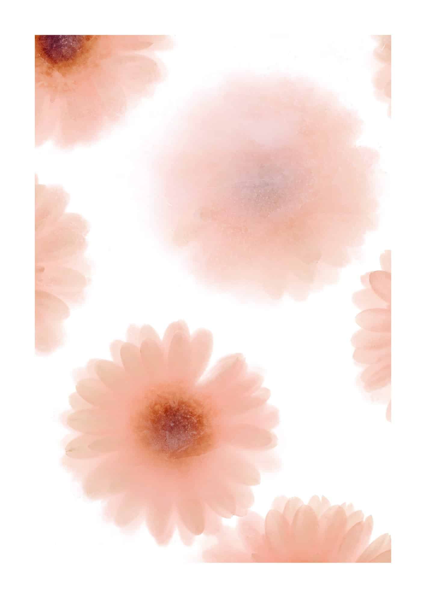 Rosa suddiga blommor poster
