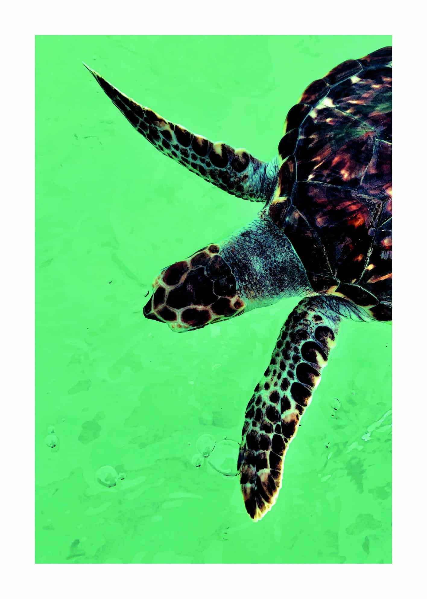 Karettsköldpadda i havet poster