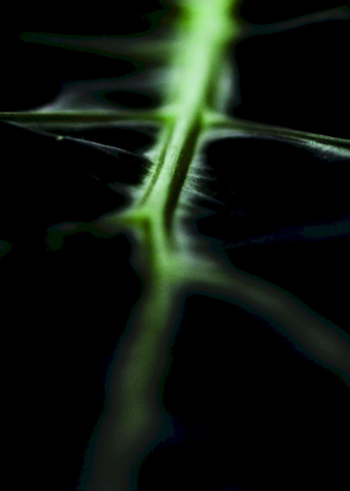 Grönt blad makrofotografi poster