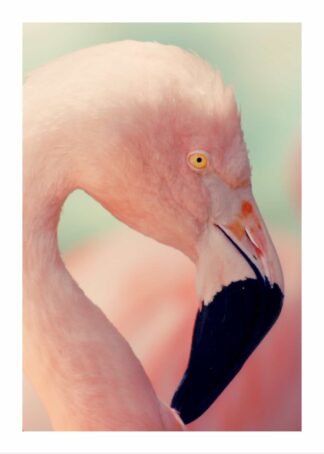 Ljusrosa flamingo poster