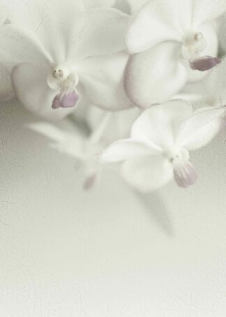 Vita orkidéer poster