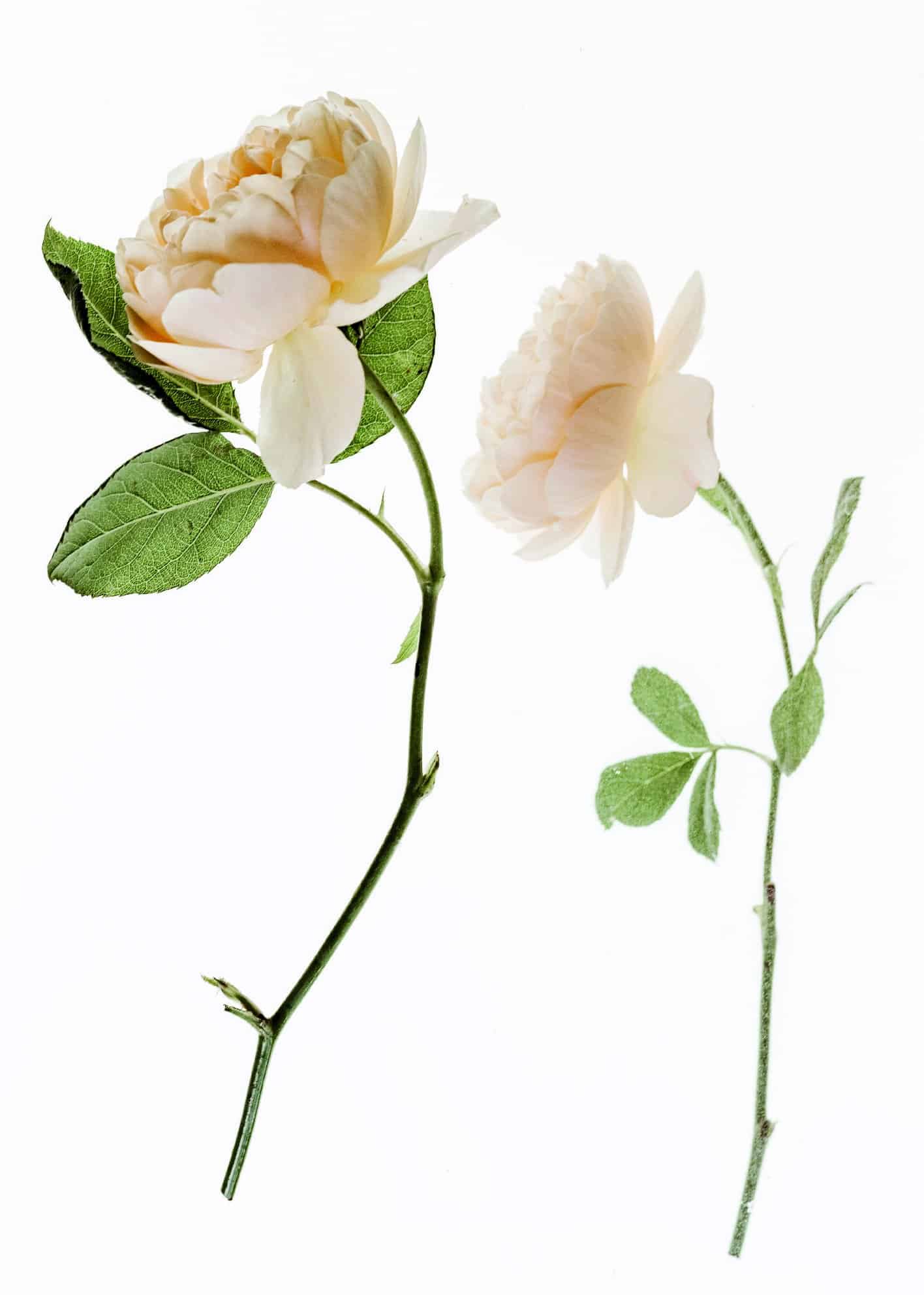 Magnolior i beige poster