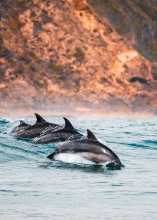 Hoppande delfiner poster