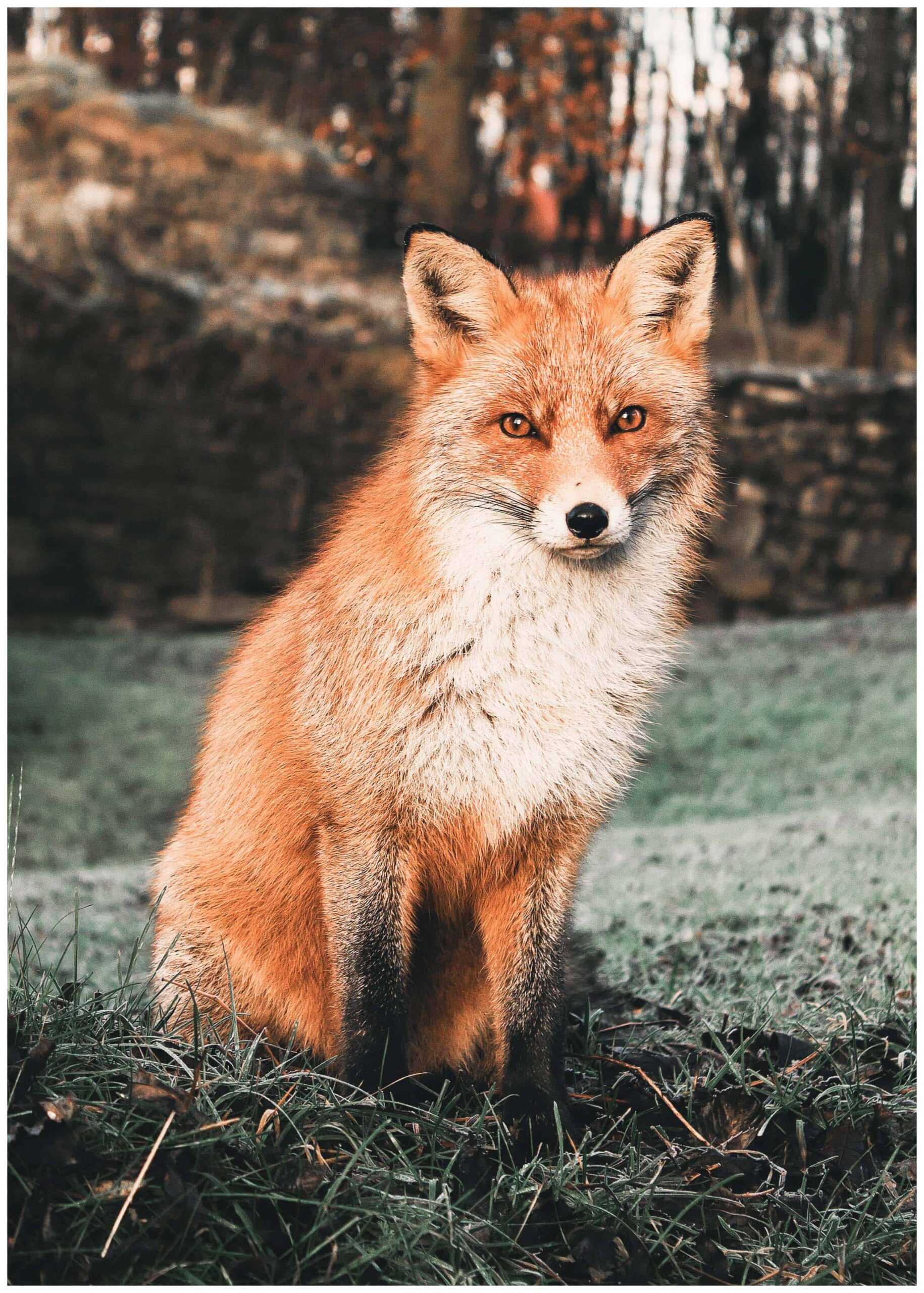 Räv poster