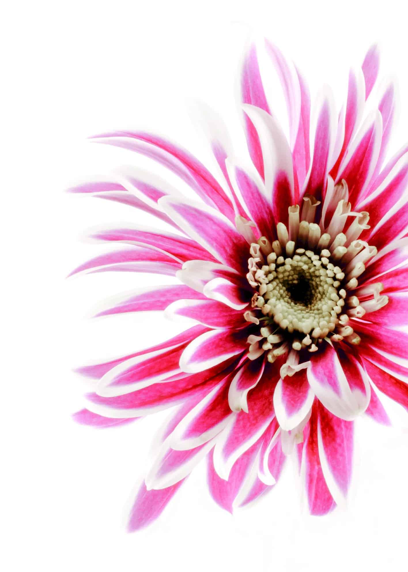 Rosa och vit dahlia poster