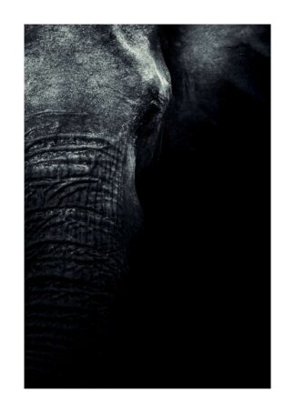 Elefant i mörker poster