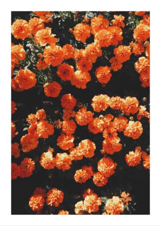 Blommor i orange poster