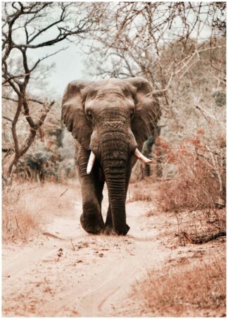 Elefant på väg poster