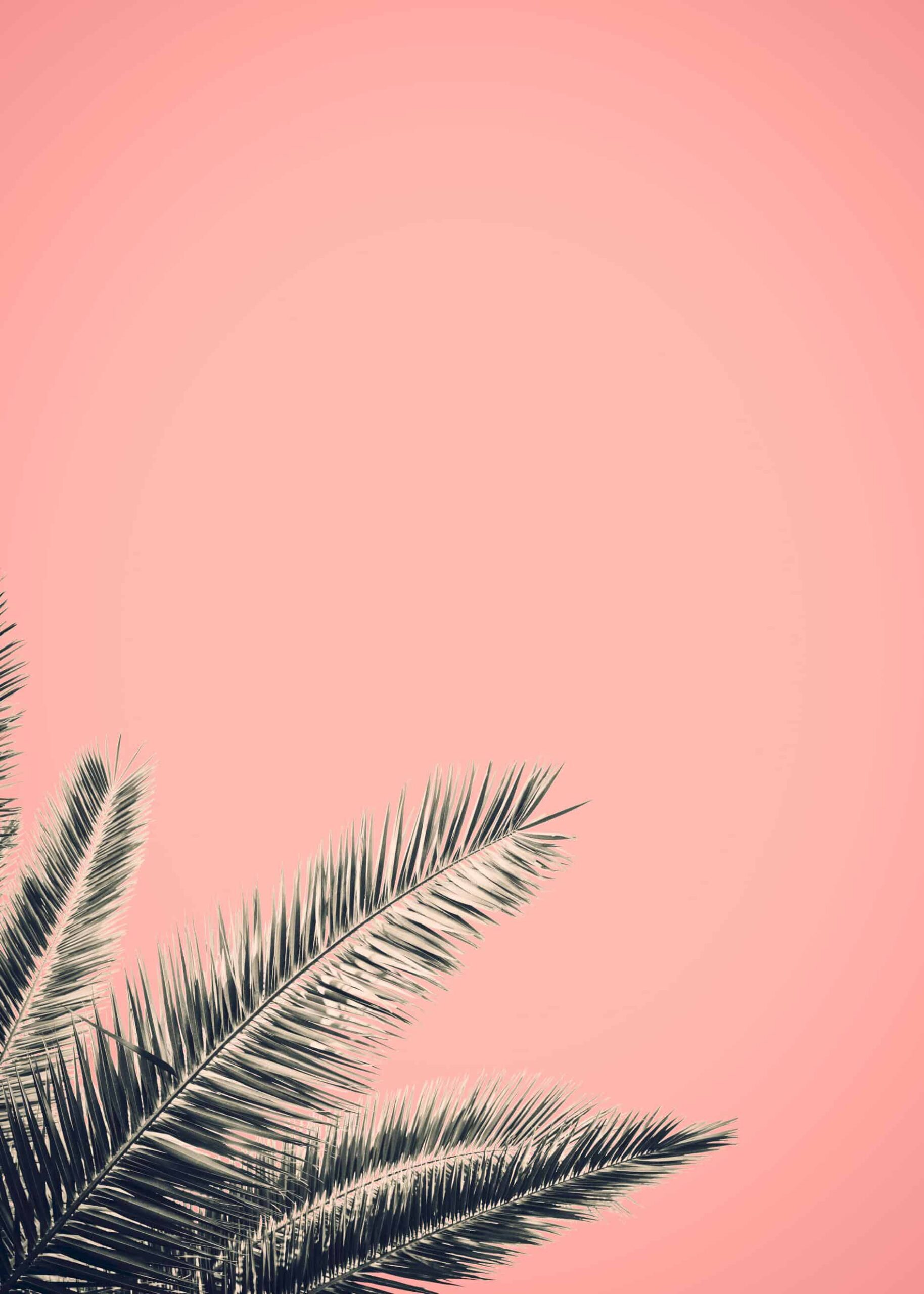 Palm retro poster