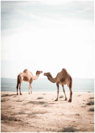 Kameler poster