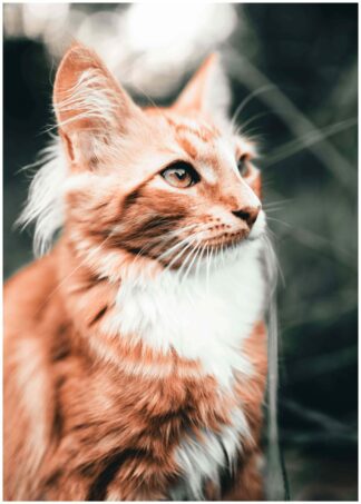 Orange katt poster