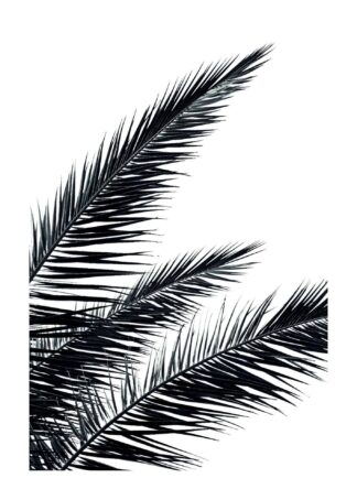 Palmblad svartvit poster