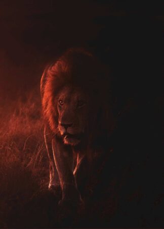 Lejon i mörker poster