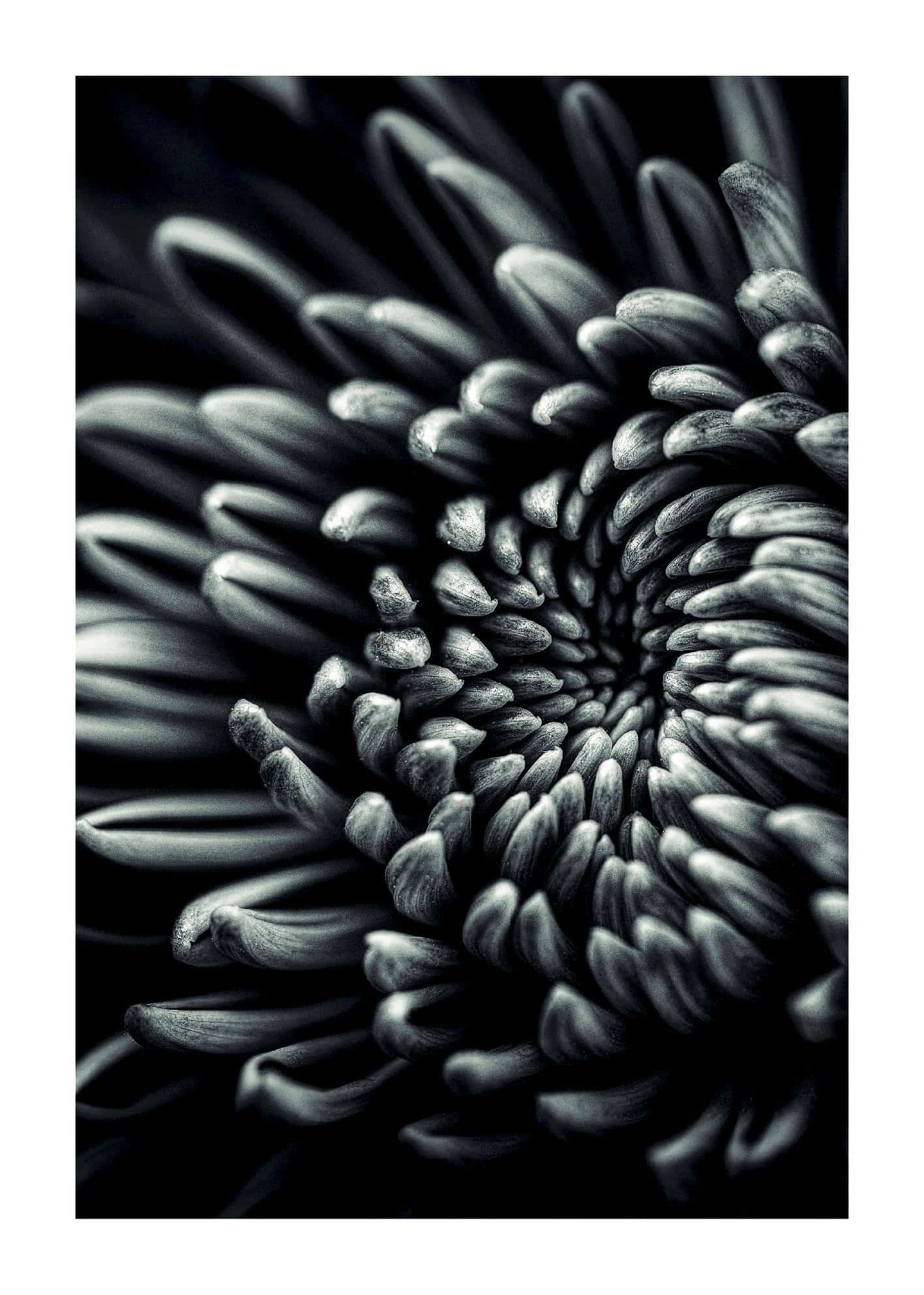 Blomma kronblad poster