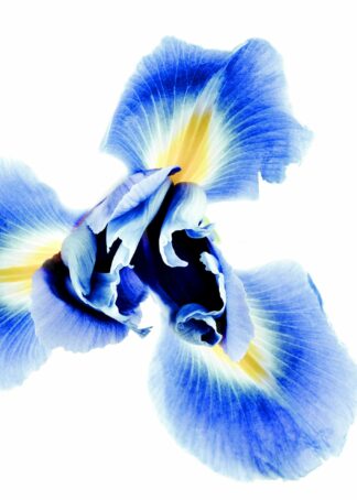 Blå orkidé poster