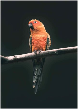 Orange papegoja poster