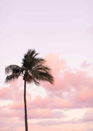 Palm mot rosa himmel poster