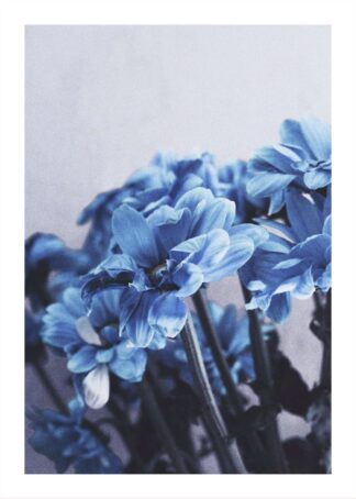 Blå blommor poster