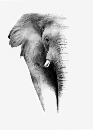Partiell elefant poster