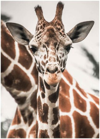 Giraff poster