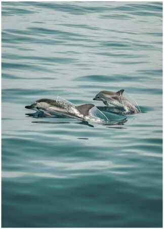 Delfiner poster