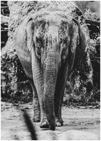 Monokrom elefant poster
