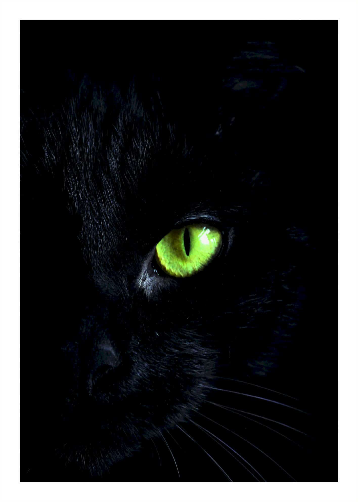 Panter poster