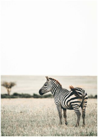 Zebra på savann poster