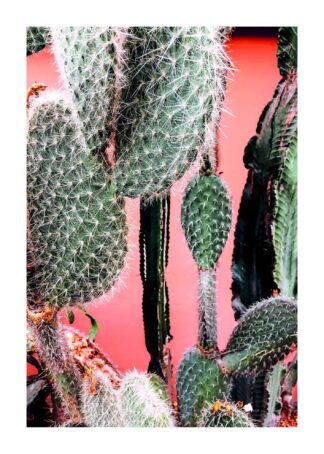 Kaktusar poster