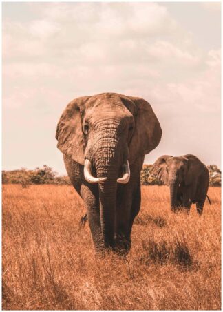 Elefant på savannen poster