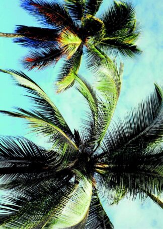 Soliga palmer poster