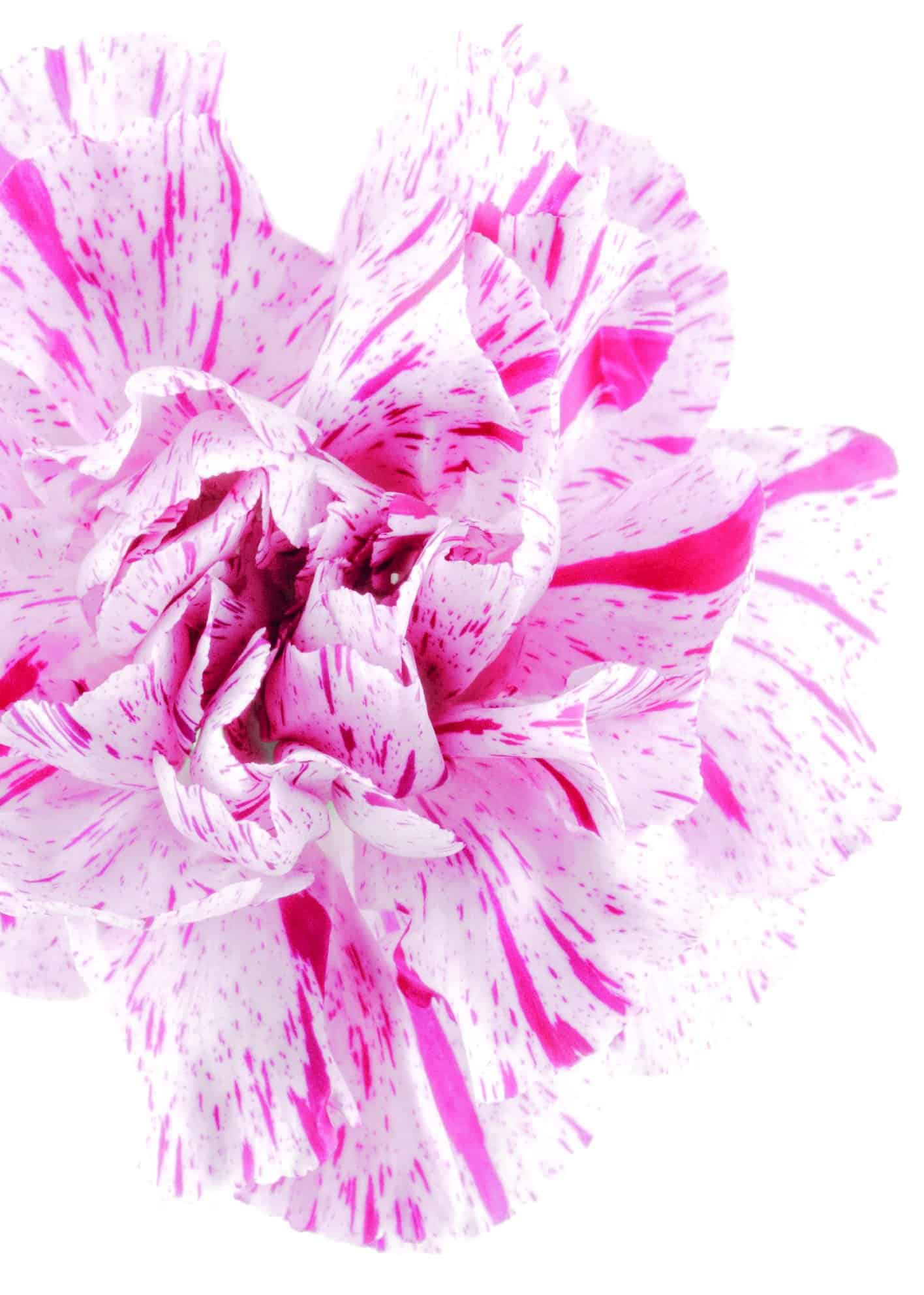 Rosaspräcklig blomma poster