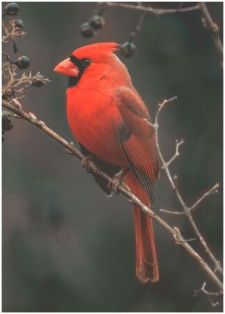 Röd fågel poster