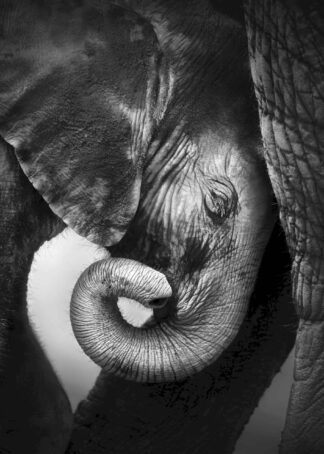 Elefantunge hos sin mamma poster