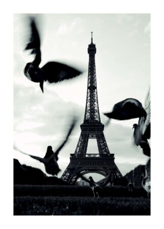 Fåglar i Paris poster