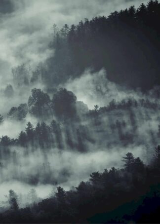Mörk dimmig skog poster
