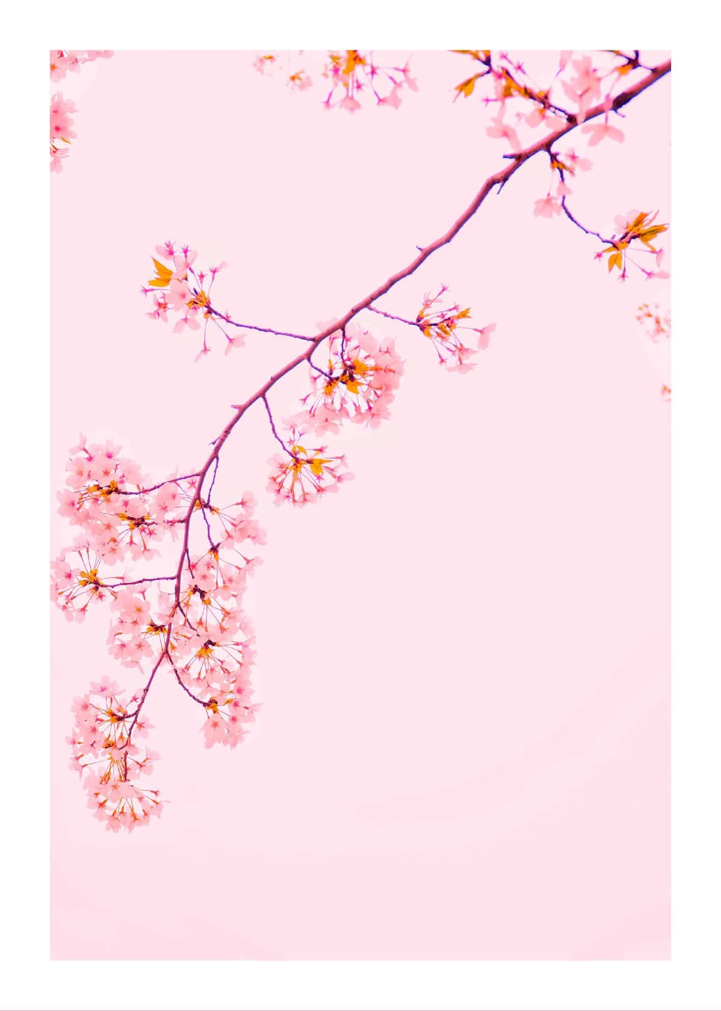Rosa träd poster