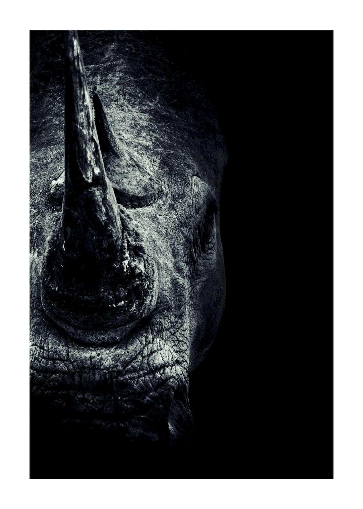 Noshörning i mörker poster