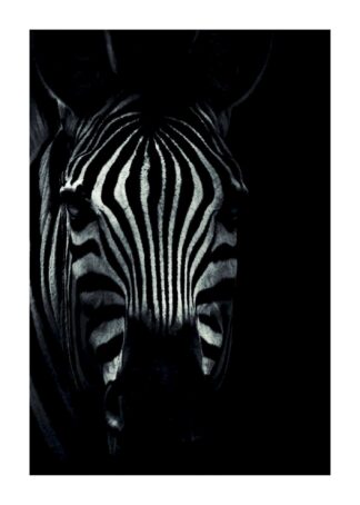 Zebra i mörker poster