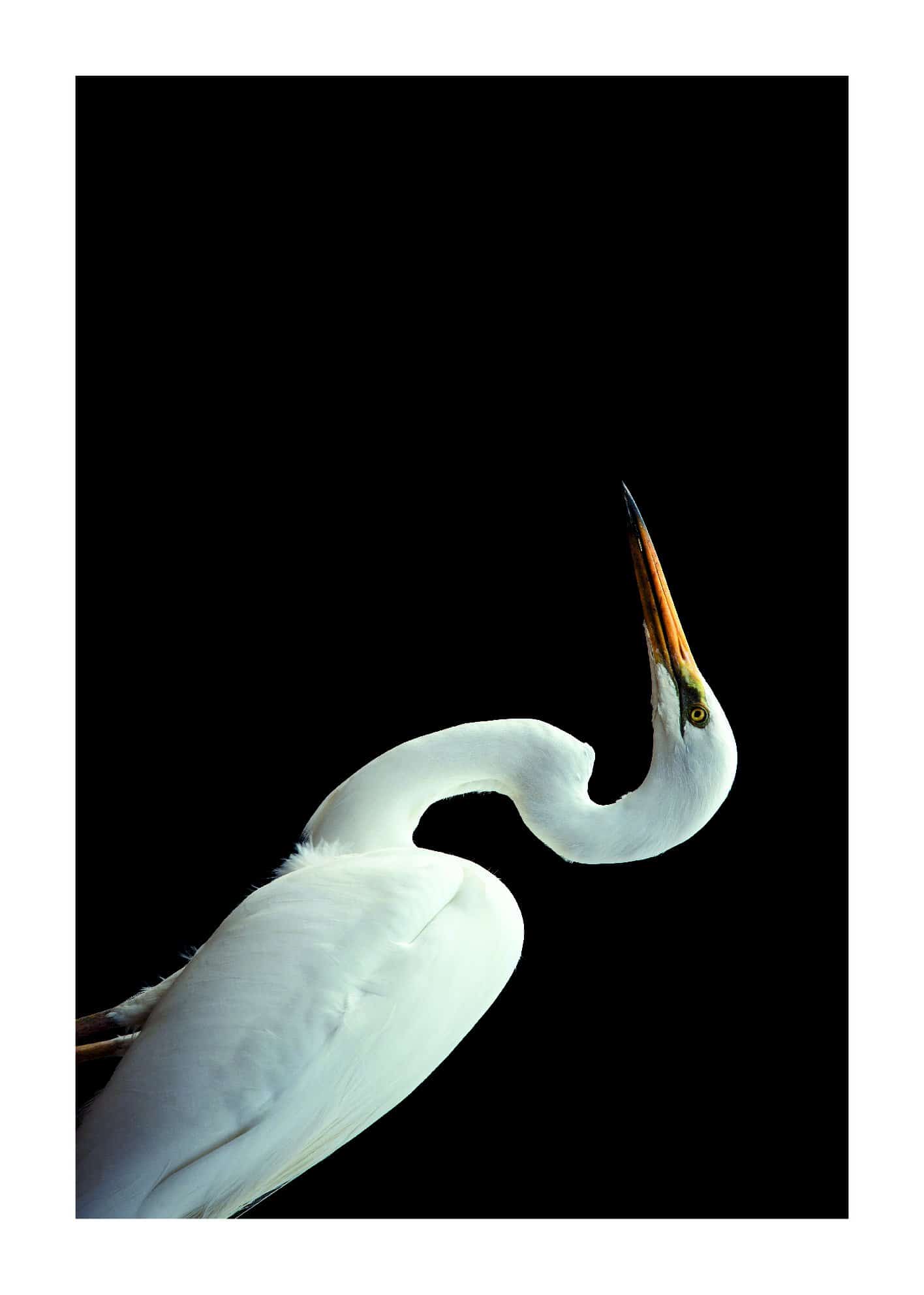 Vit stork poster