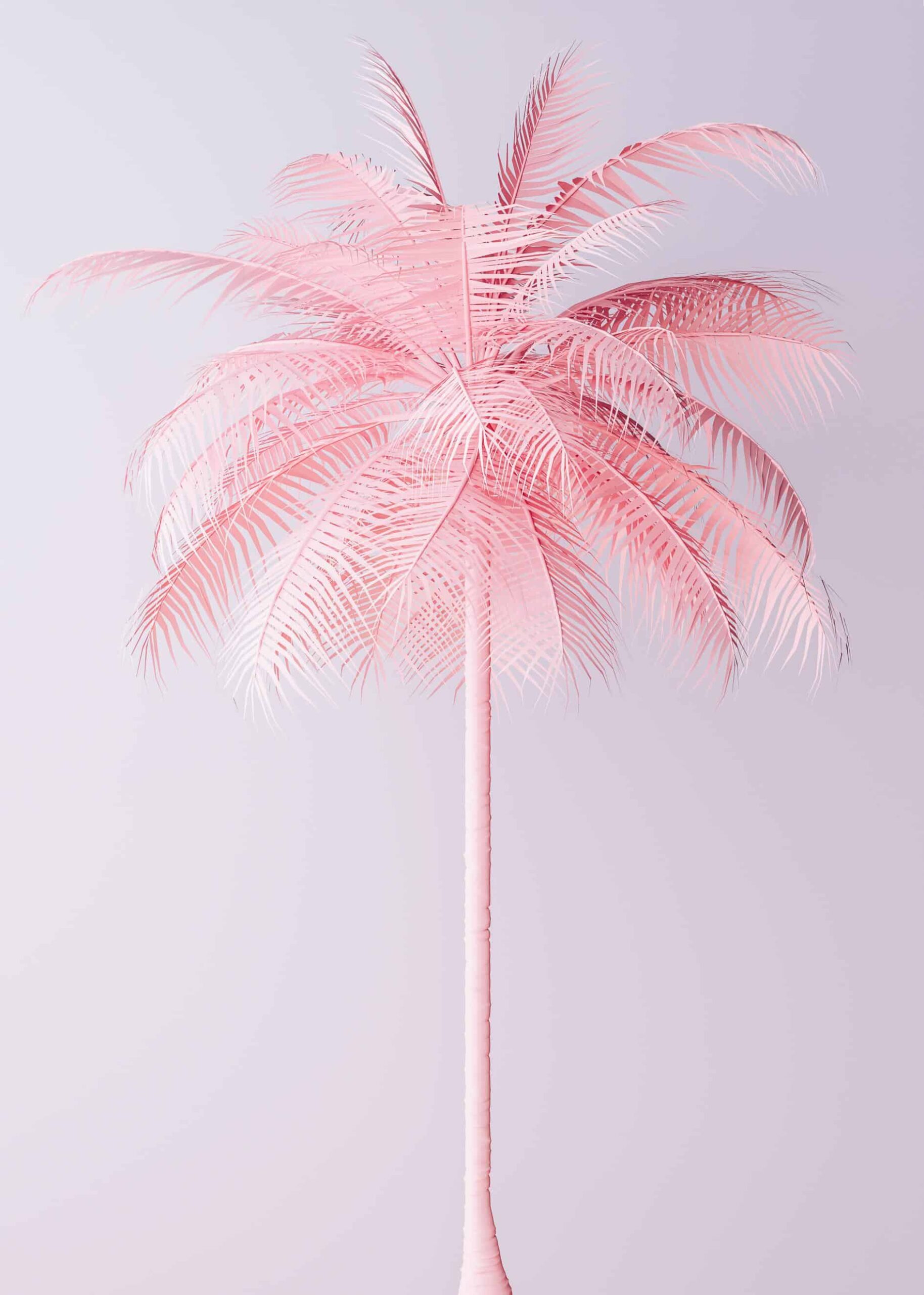 Ljusrosa palm poster