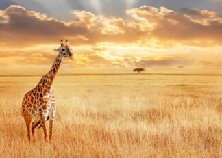 Giraff på gyllene savann poster
