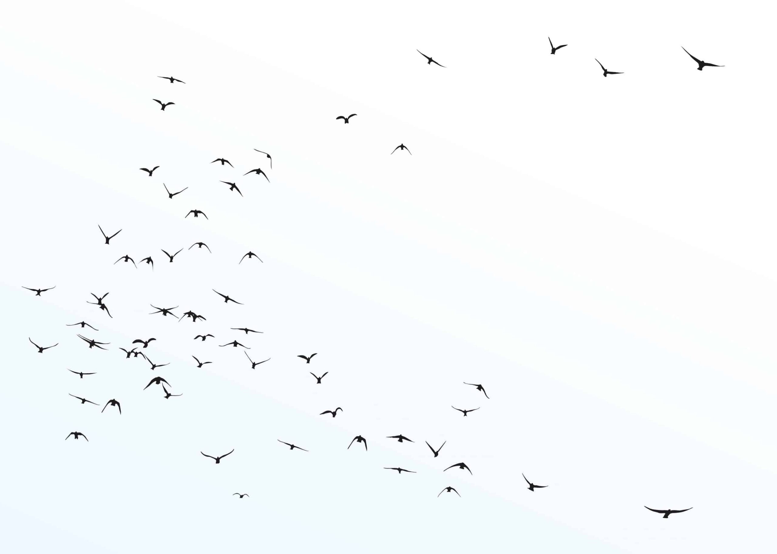 Fågelflock poster