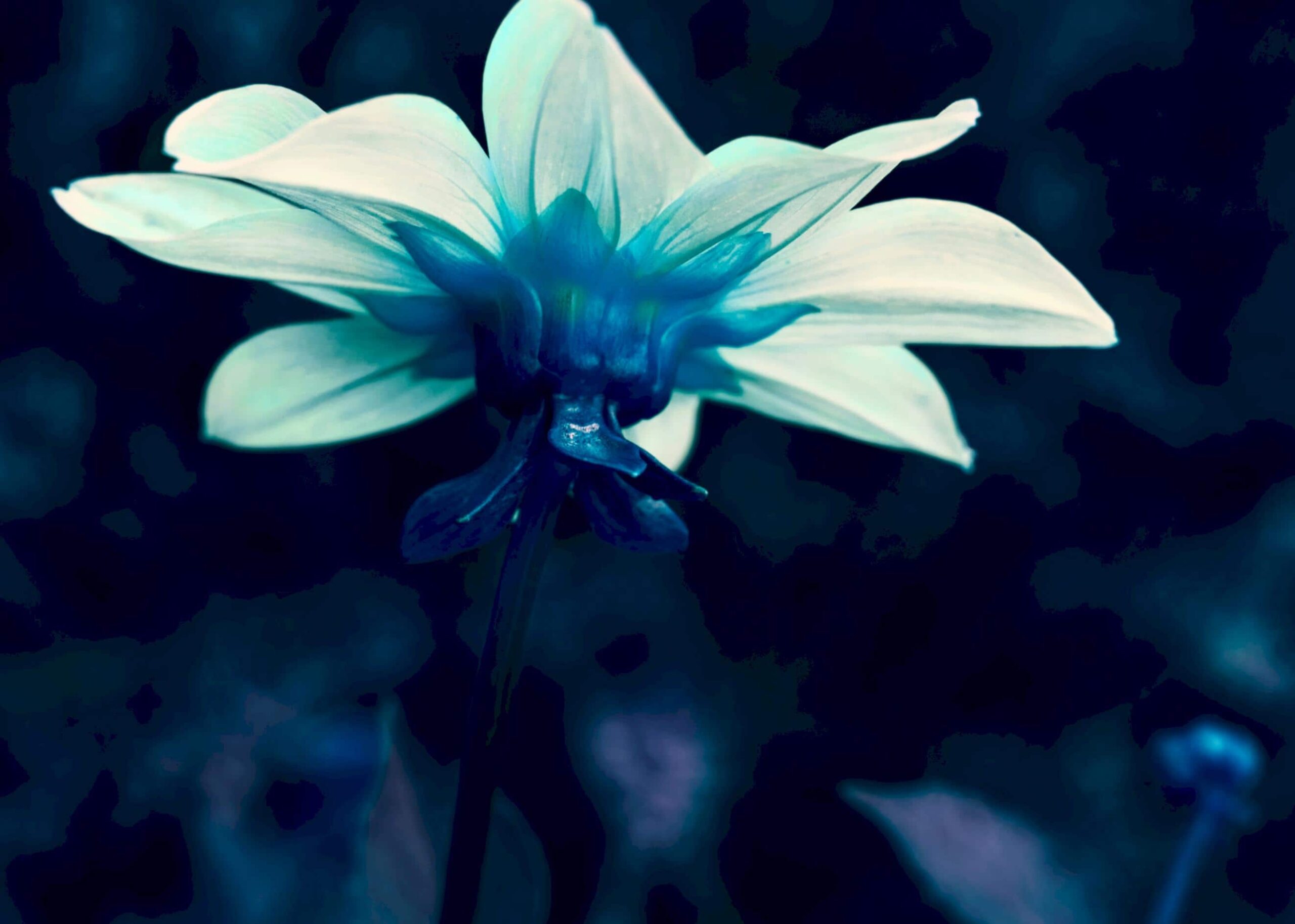 Vit blomma i mörker poster