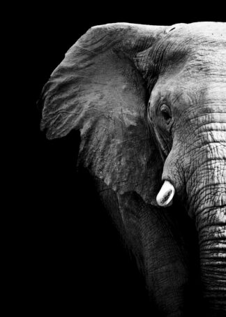 Partiell elefant svartvit poster