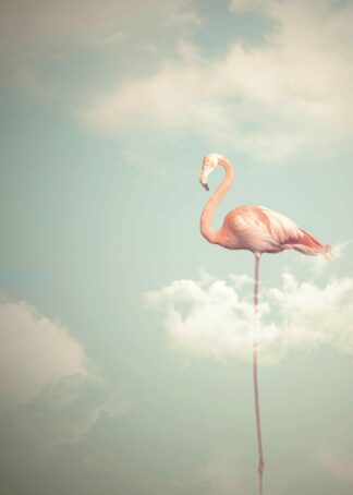 Flamingo bland moln poster